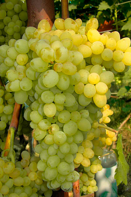 Виноград плодовый Кишмиш №342 фото Виноград плодовый Кишмиш №342 