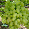 Виноград плодовый Долгожданный фото 1 