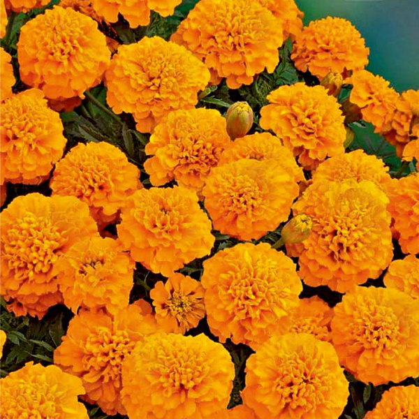 Бархатцы отклоненные махровые Бой оранжевые фото 2 