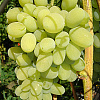 Виноград плодовый Кишмиш №342 фото 1 
