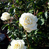 Роза чайно-гибридная Маунт Шаста фото 2 